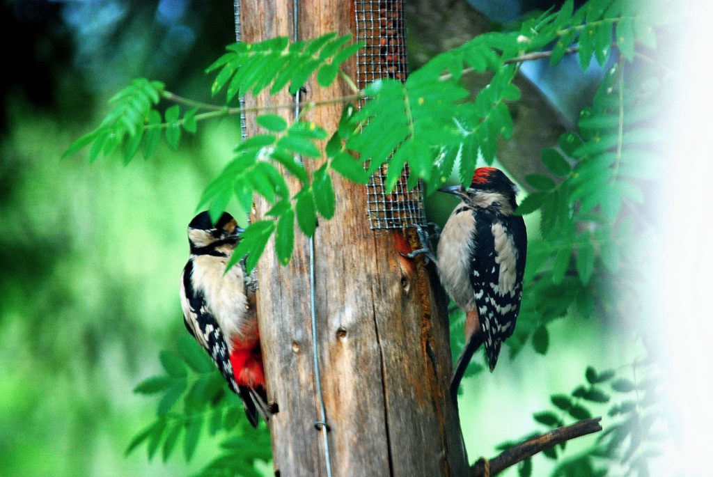 Great-Spotted-Woodpeckers-from-The-Cottage-window