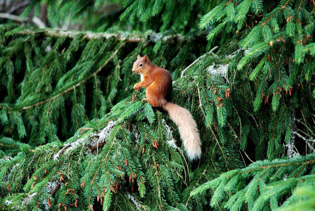 Red-Squirrel-at-The-Cottage