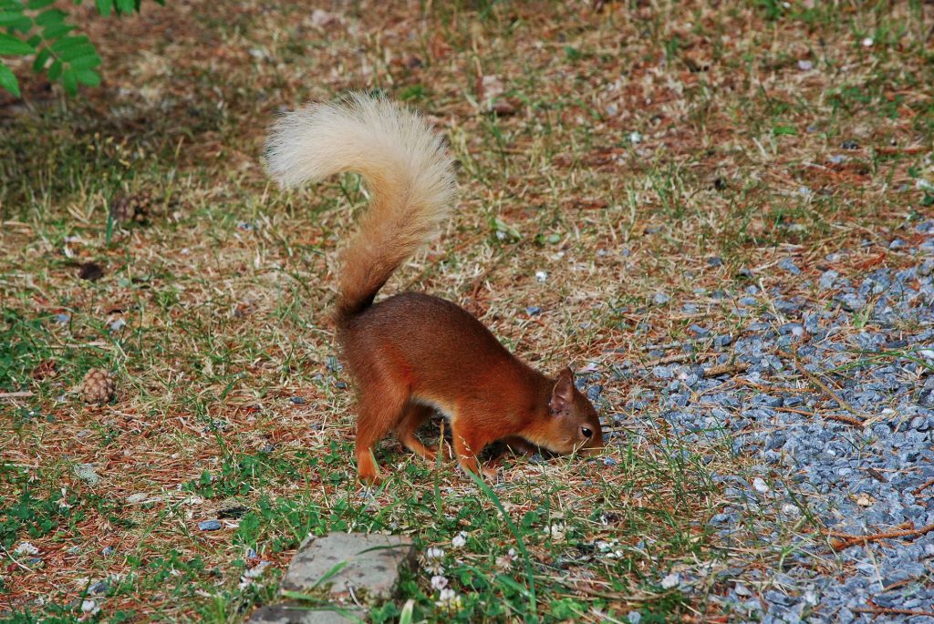 Red-Squirrel-at-The-Cottage-2