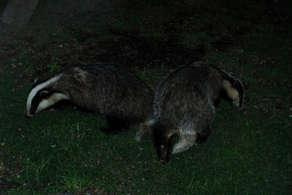 Resident-Badgers-at-The-Cottage